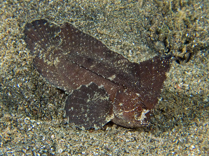 Ablabys taenianotus (Pesce vespa cacatua)